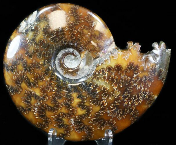 Cleoniceras Ammonite Fossil - Madagascar #32542